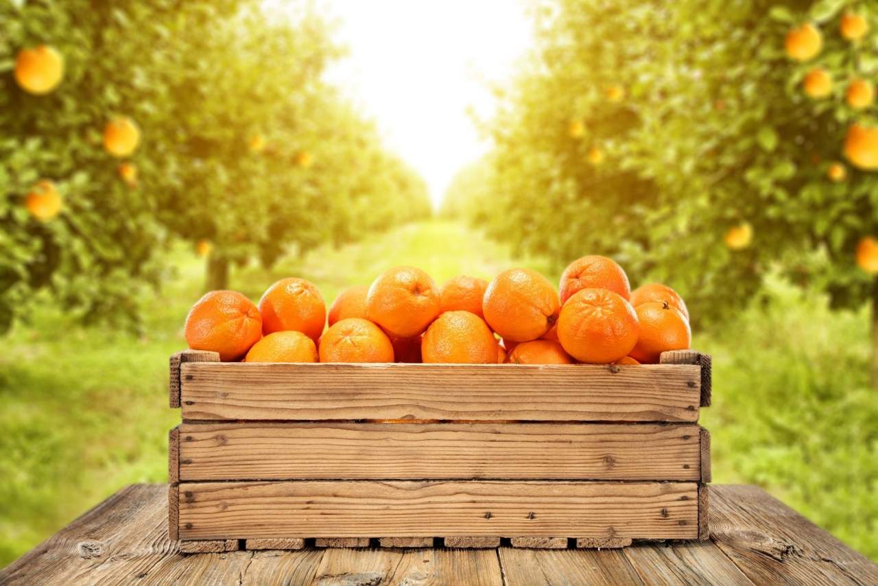 Comprar naranjas online de Valencia es posible gracias a HortdePepe