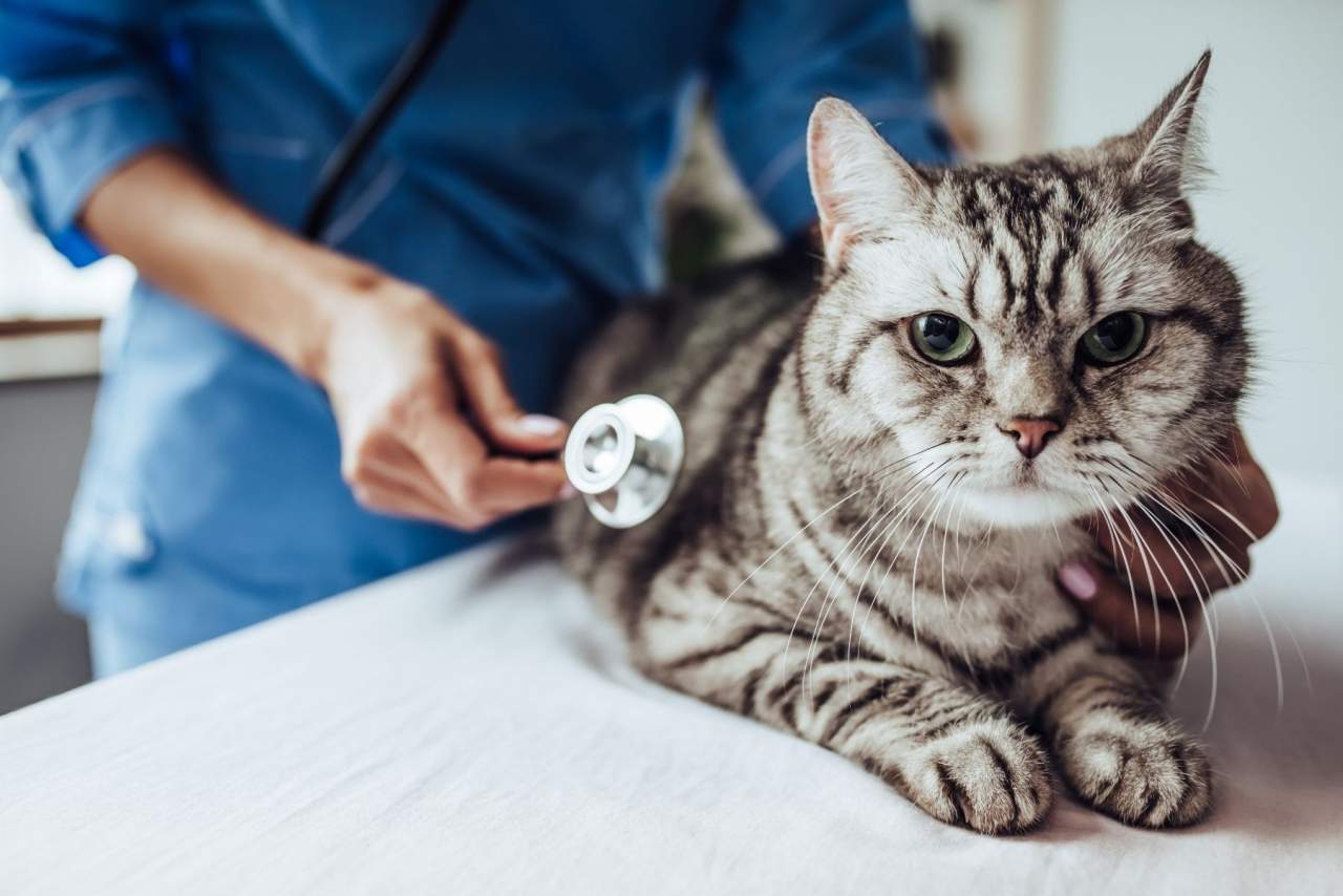 PetClinic: Software veterinario