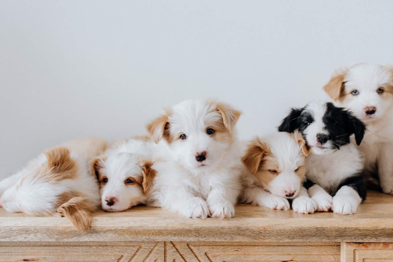 ¿Cómo adiestrar a un cachorro de 2 meses? Tu Adiestrador Online