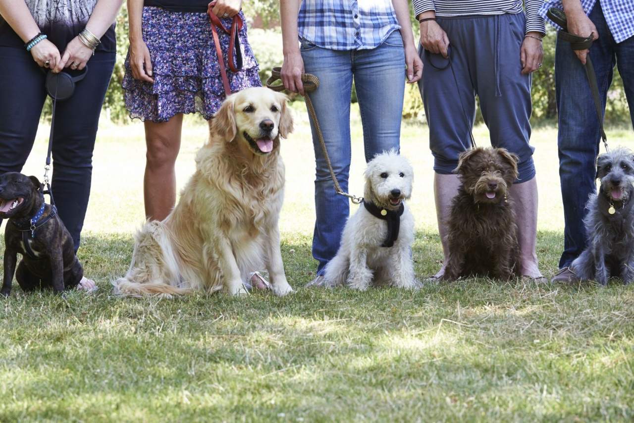 Adiestrador de perros en Zaragoza: Binomium