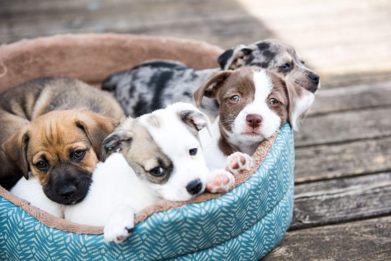 Tienda Cachorro constata un aumento en el número de adopciones y personas interesadas en comprar perro en Madrid durante la pandemia