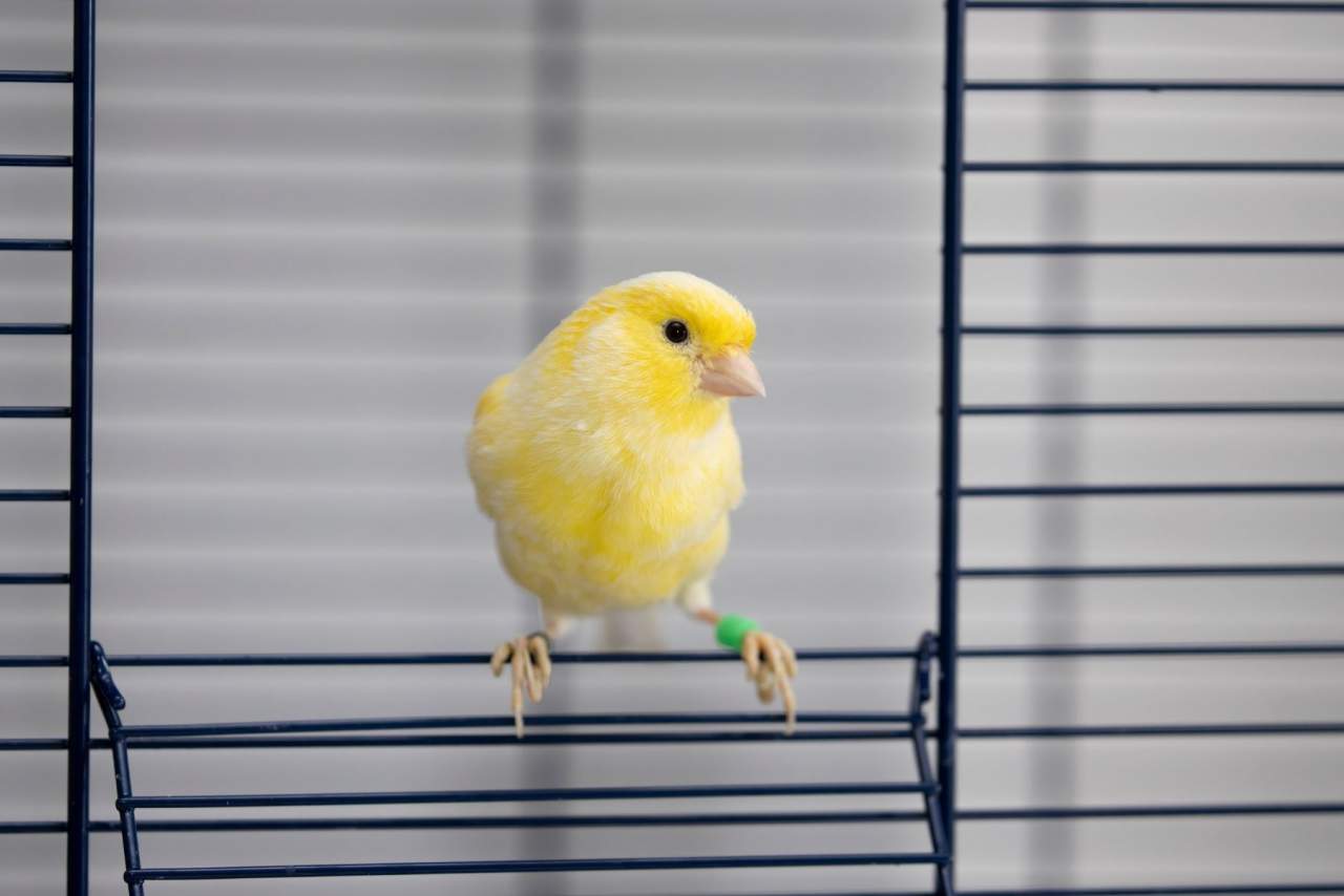 Jaulanimal: ¿Cómo escoger una jaula para la mascota de manera eficiente?