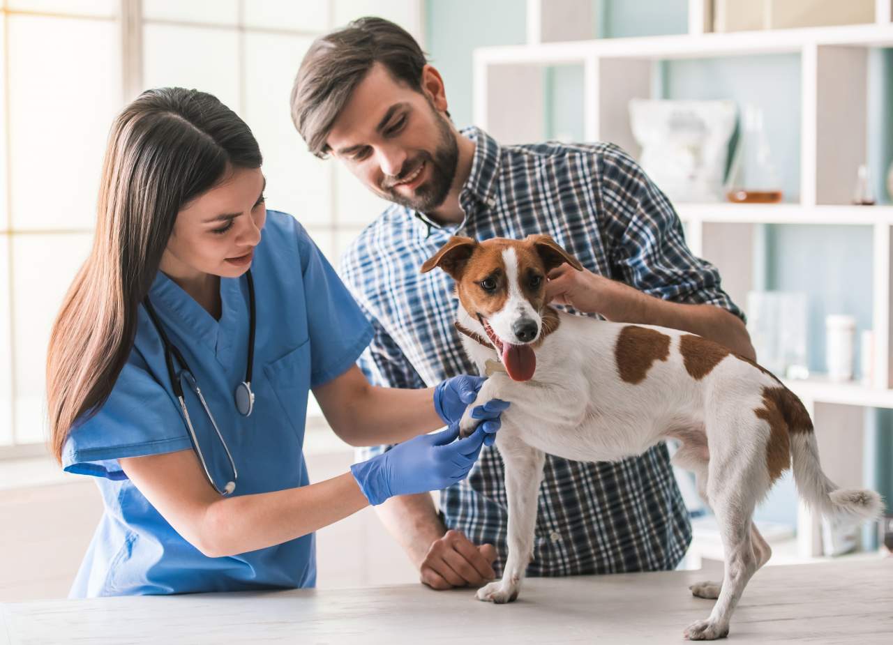 PetClinic ofrece un software veterinario que ayuda a la reducción del uso de papel