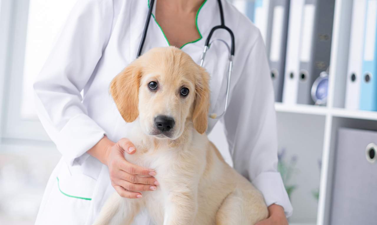 Clínica Veterinaria El Estrecho explica en qué consiste la ozonoterapia