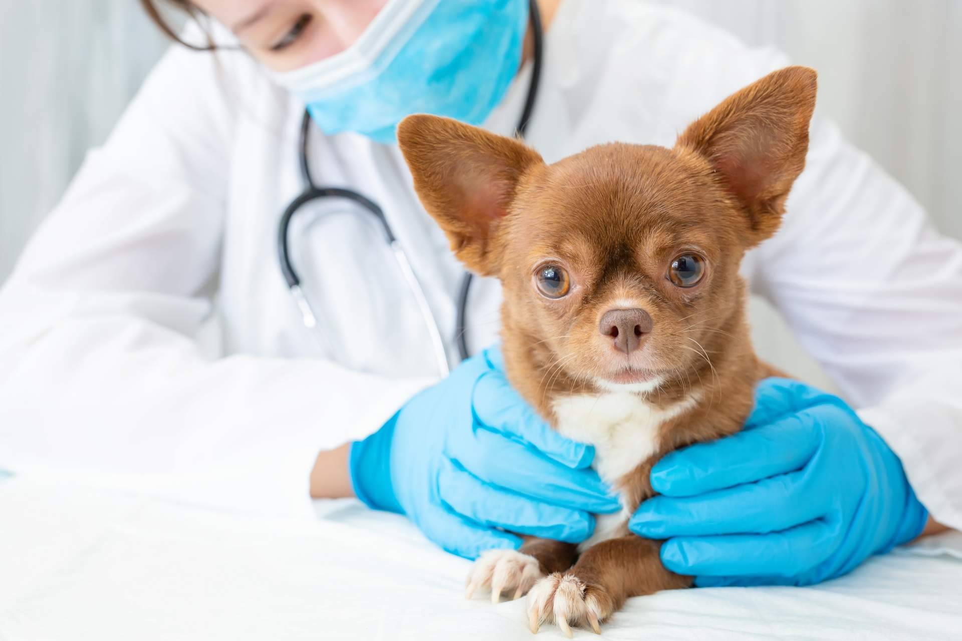Clínicas veterinarias en Algeciras mejor valoradas: El Estrecho Clínica Veterinaria