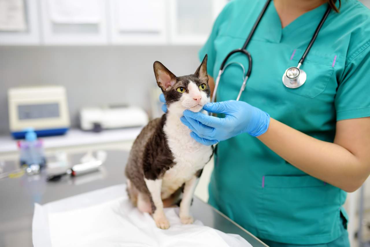 Algeciras cuenta con una clínica veterinaria de urgencias llamada El Estrecho