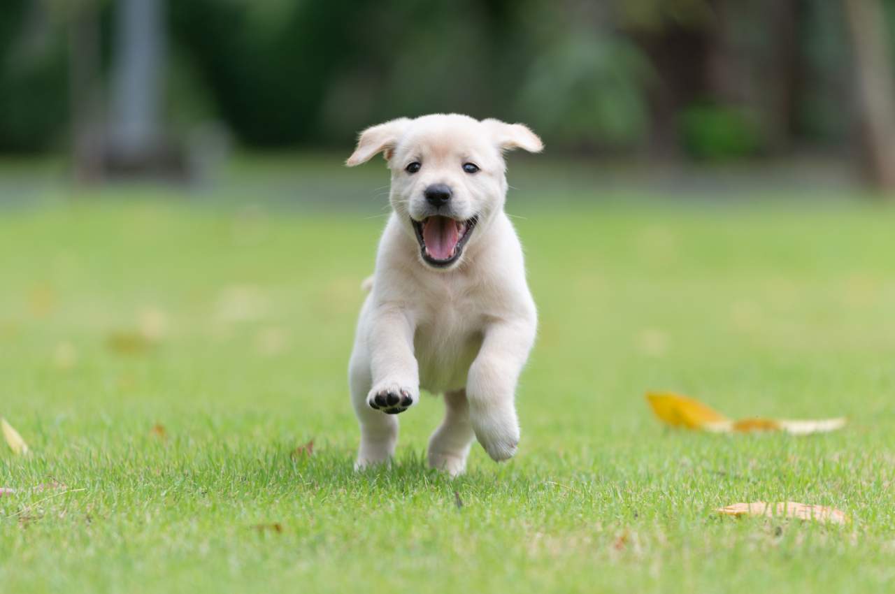 Factor Amigo: adiestrador de perros en Zaragoza