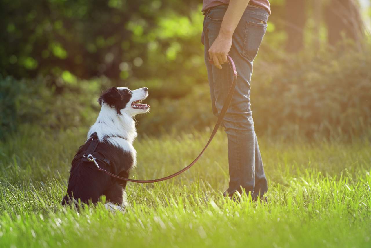 Binomium, una empresa dedicada a adiestrar perro trufero en España