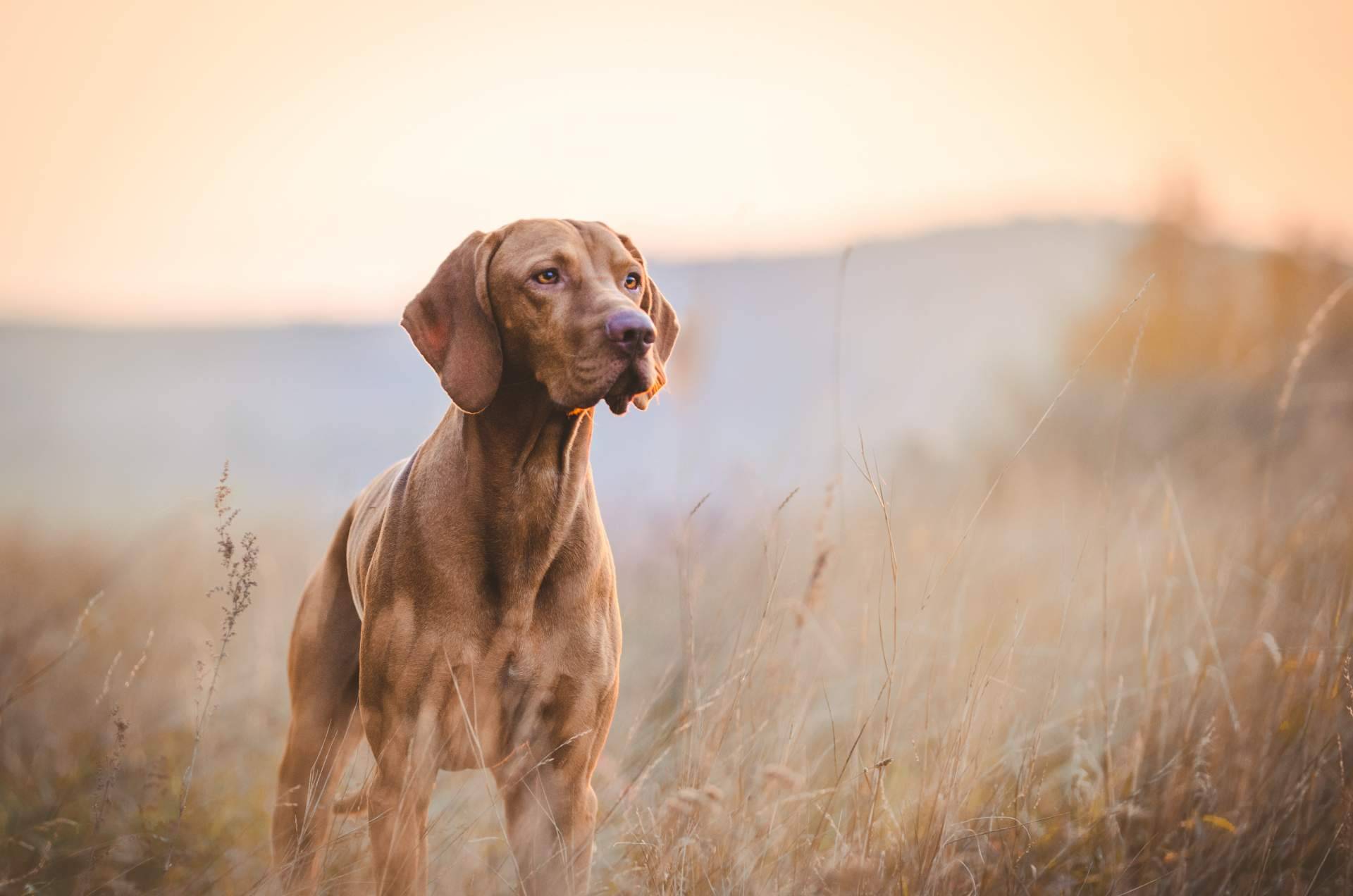 Wolves Legacy, la academia de entrenamiento integral para la mascota que ofrece cursos certificados gratuitos de nutrición, psicología y adiestramiento caninos