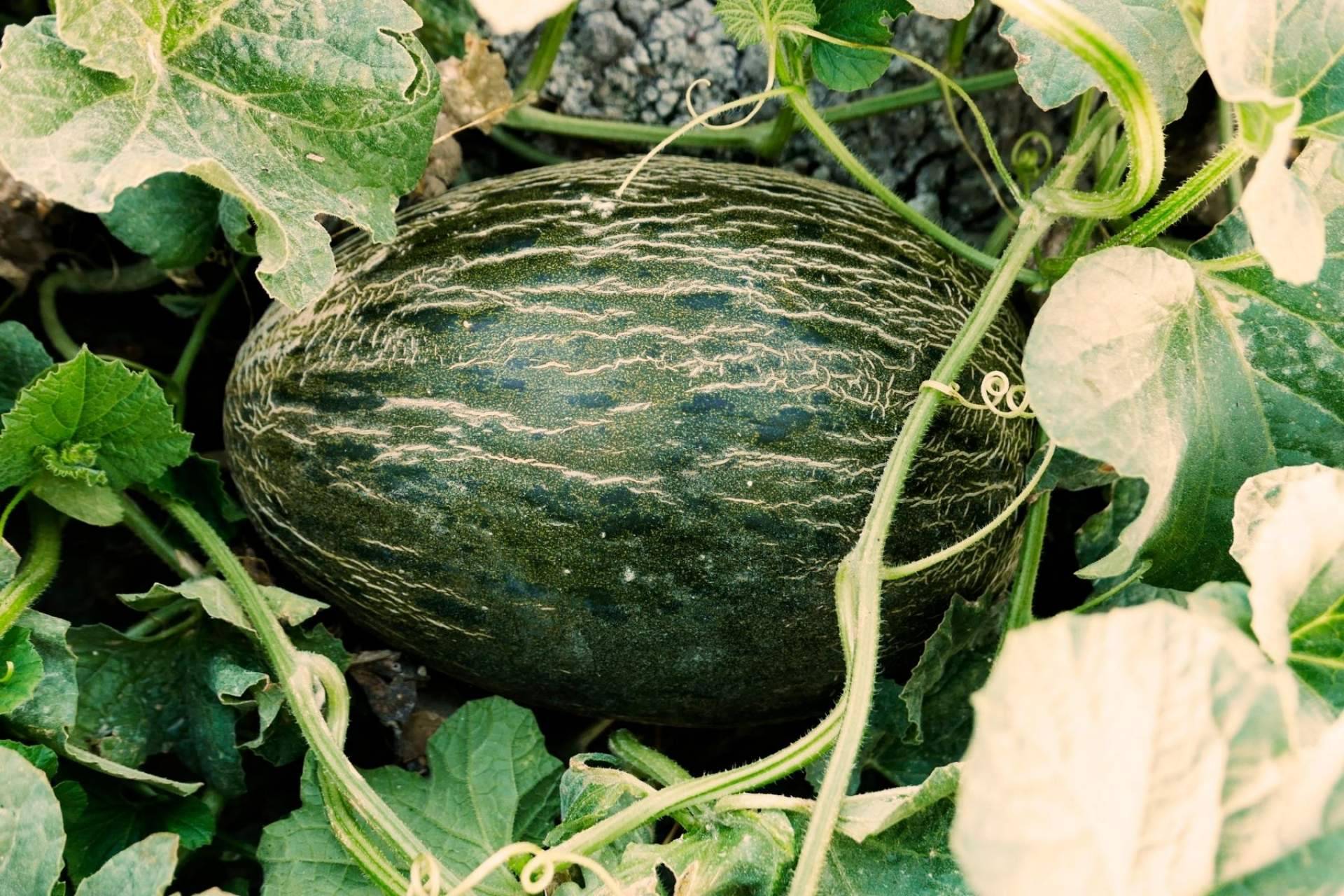 La tienda Cítricos y Delicias ofrece a los clientes melones de gran sabor y calidad