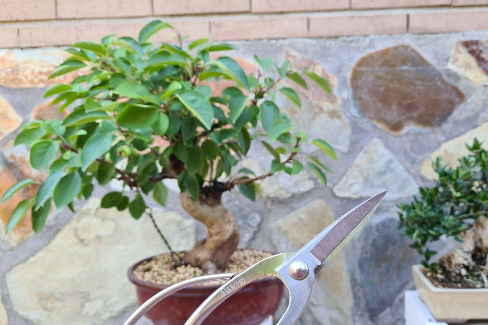 Hugo Bonsai distribuye todas las herramientas necesarias para el cuidado del bonsái