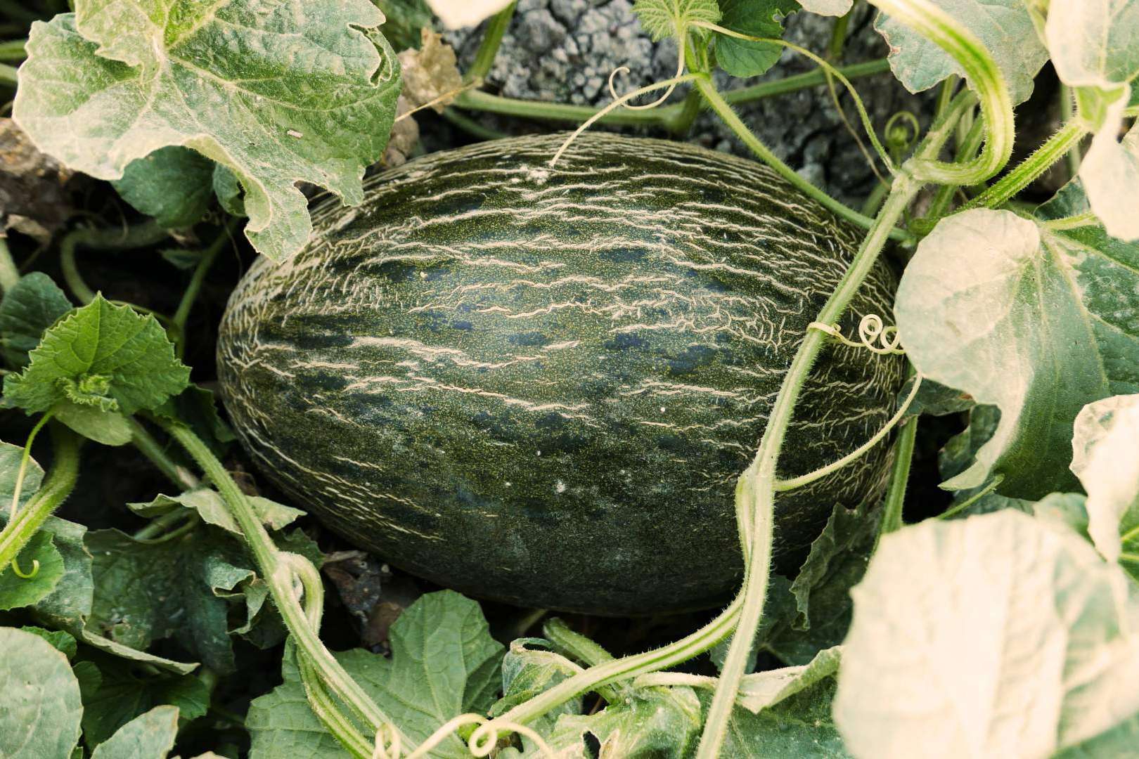 Comprar melones de temporada en la tienda online Cítricos y Delicias