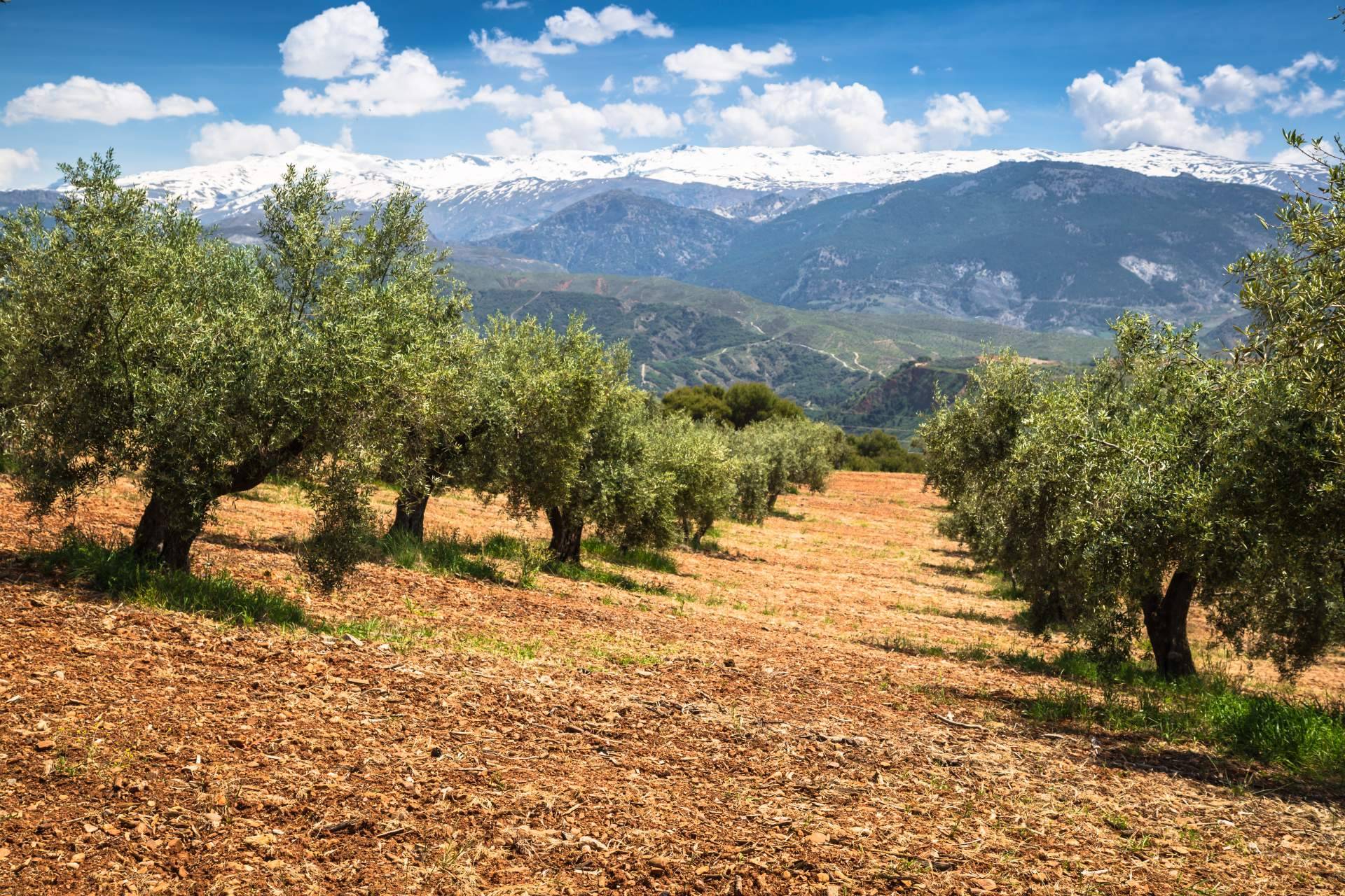 Celebrar todo tipo de eventos en la ganadería La Manchega, la finca propiedad de la empresa Royal Mediter