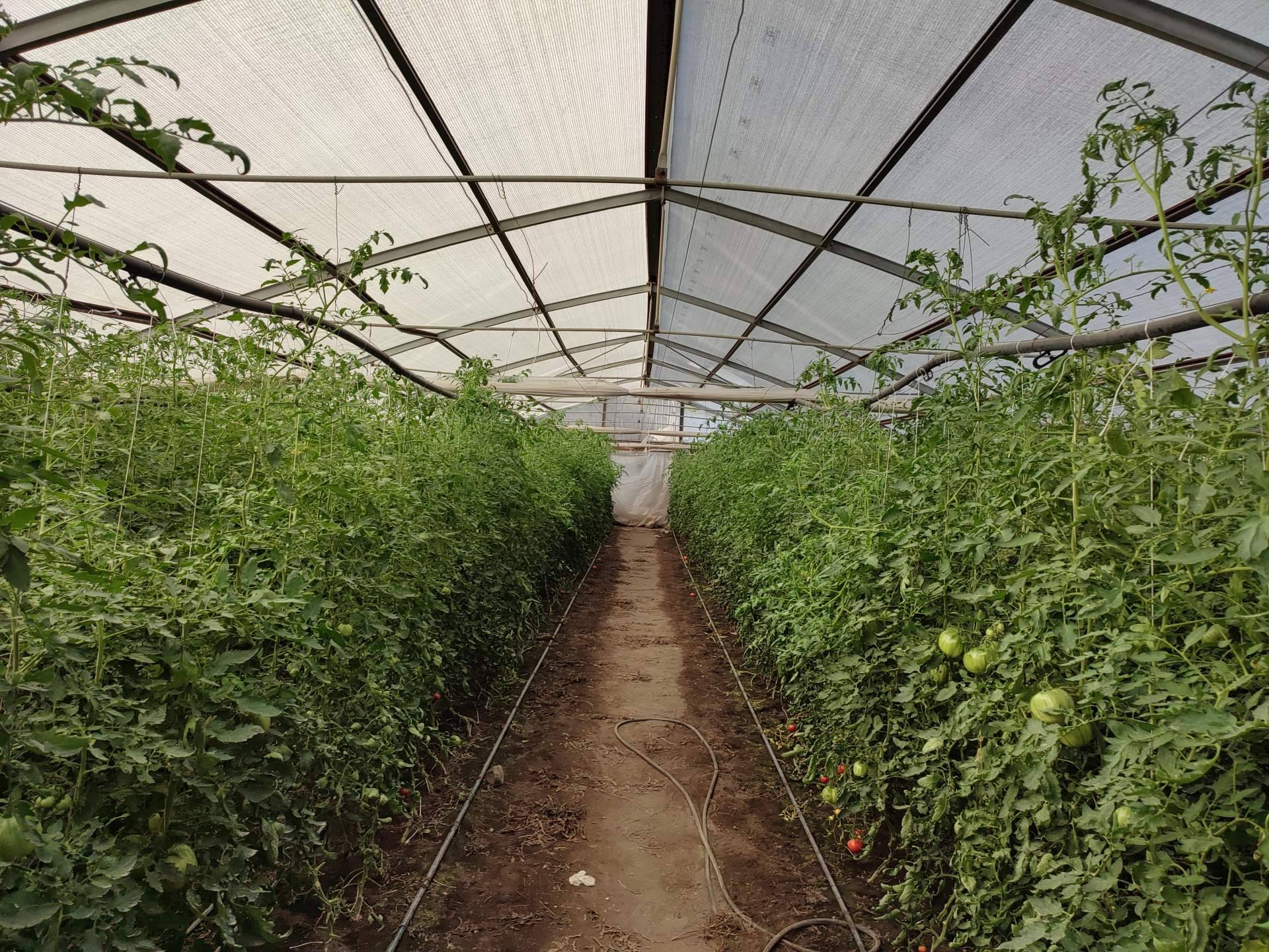 Malla termodifusora con partículas de aluminio: mejorar la calidad de los cultivos gracias a la empresa AGRALIA