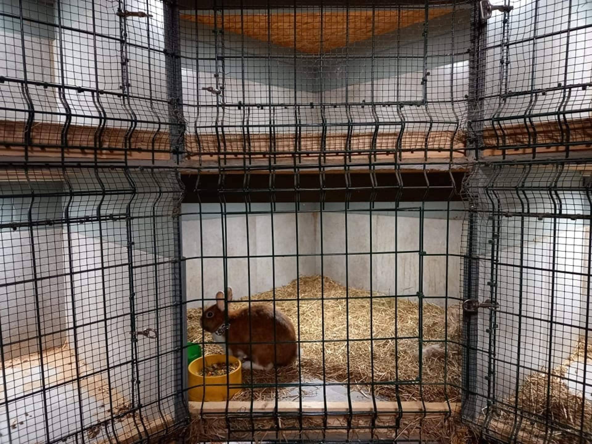Amaita Mascotas: ¿Dónde encontrar un hotel de mascotas en Irún?