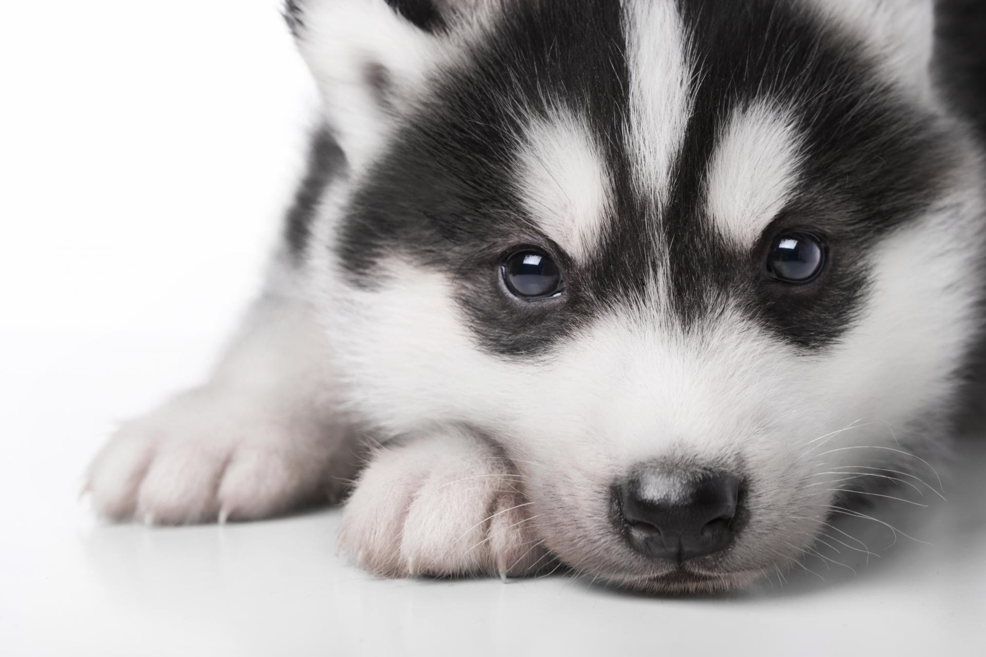 Cachorros en Madrid. El bienestar de los animales en la gran capital, por Tienda Cachorro