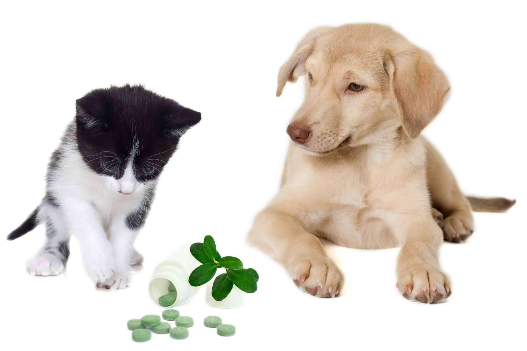 Los beneficios de los suplementos para mascotas de Mediterranean Superfoods