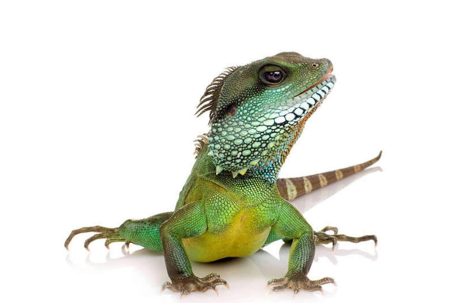 Reptiles como mascota: ¿Qué se debe saber?, por Animalzone