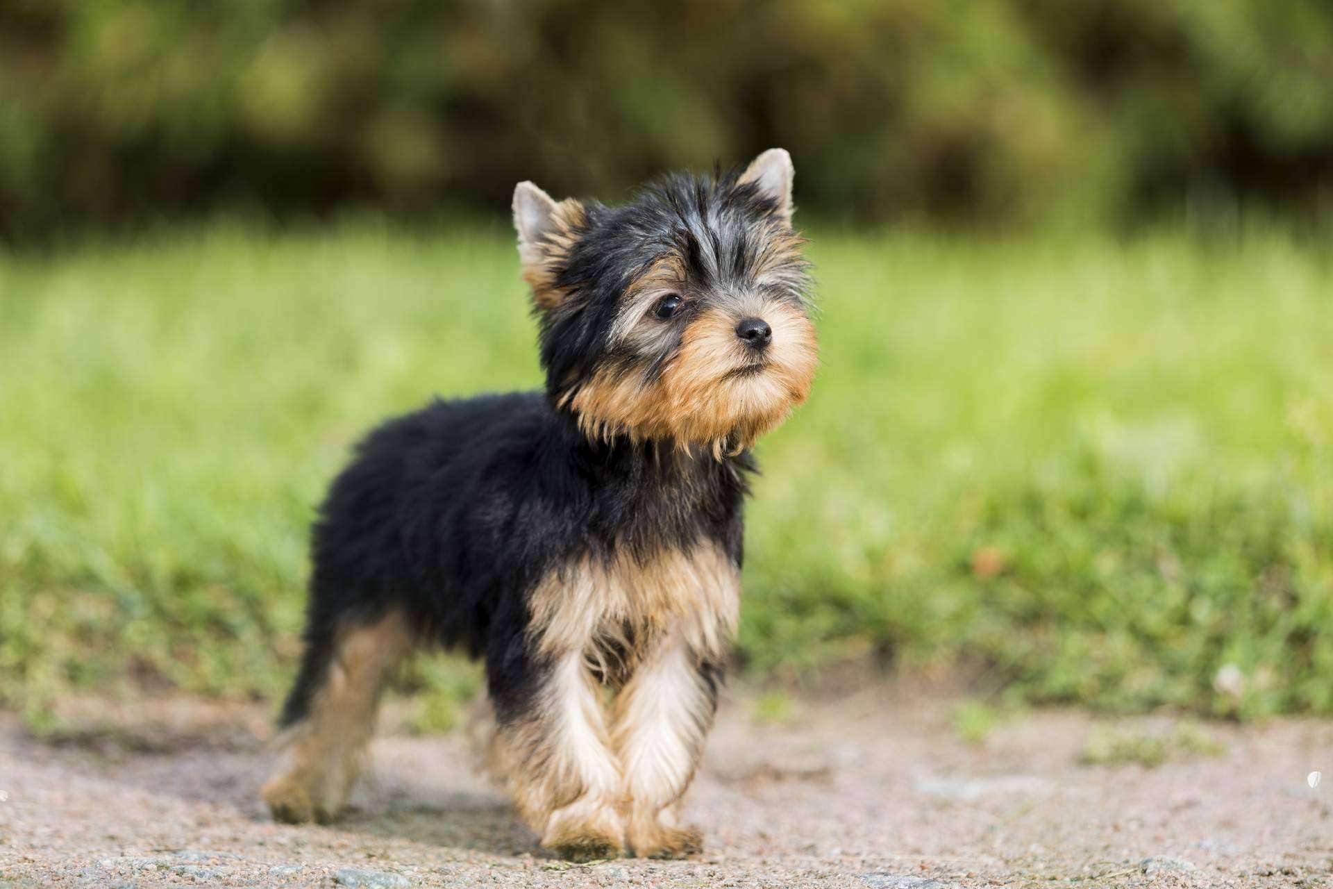101 Cachorros es el punto de venta especializado de cachorros y accesorios para mascotas