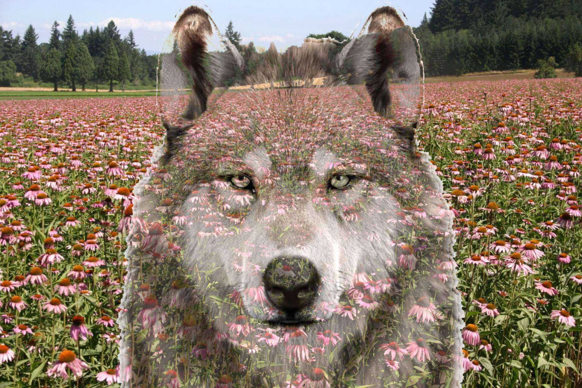 El pienso para perros Wolves Legacy eleva las defensas, esta es una de las claves de su éxito