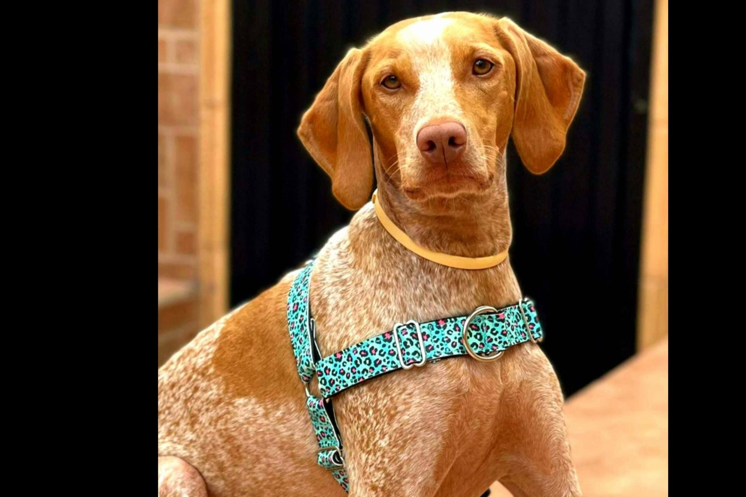 Patitas Barcelona dispone de  una correa doble multi-posición perfecta para hacer deporte con la mascota