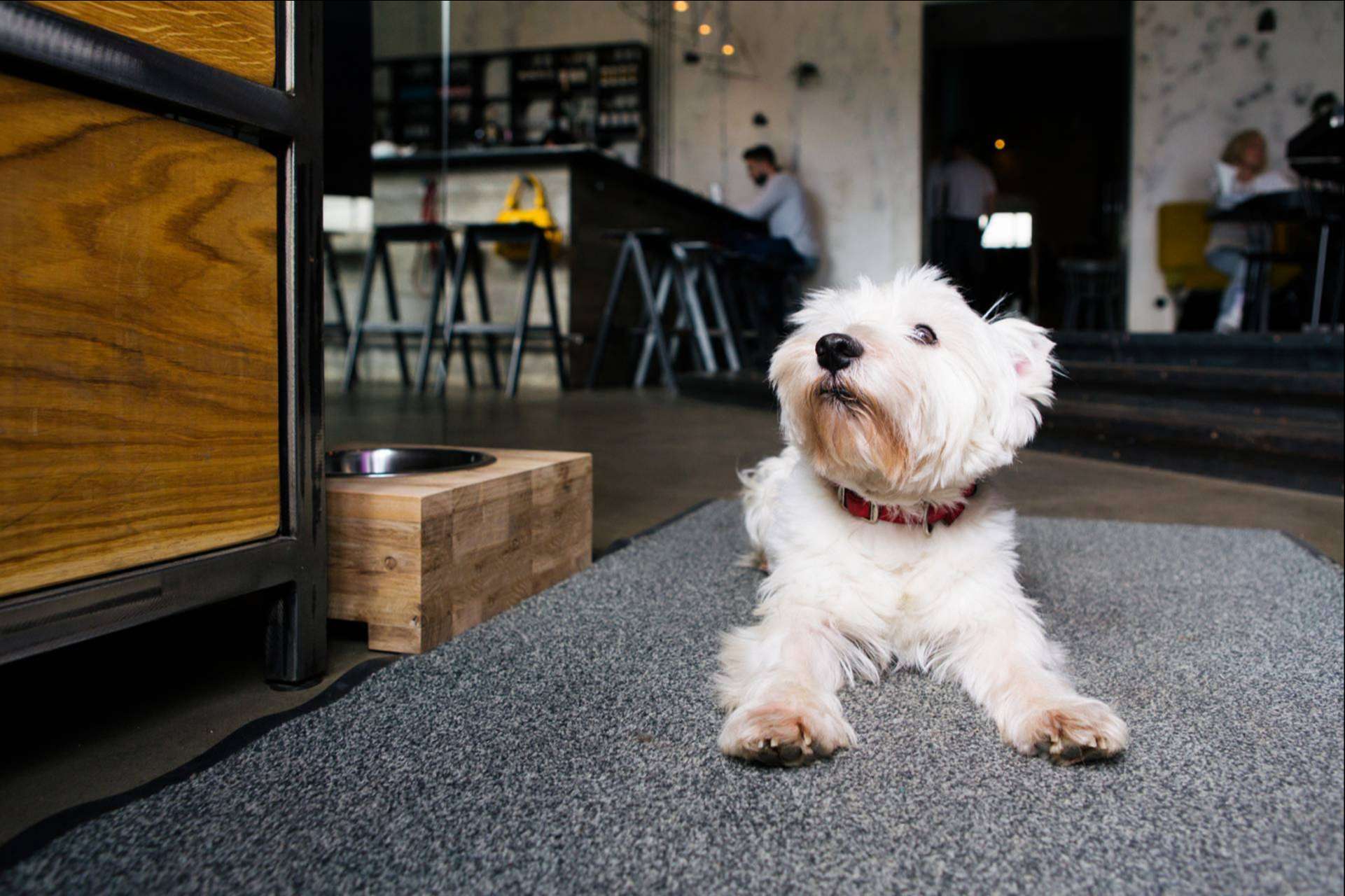 Una de las propuestas más innovadoras para las mascotas, protagonistas en el Valencia Startup Market