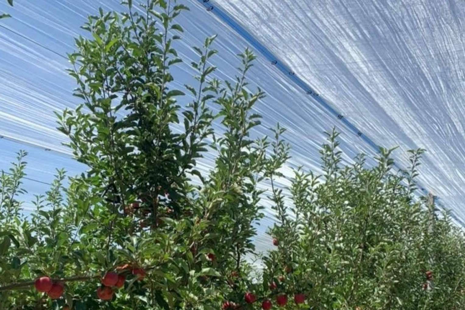 AGRICOLOR, la última tecnología de AGRALIA para proteger los cultivos de los golpes de sol