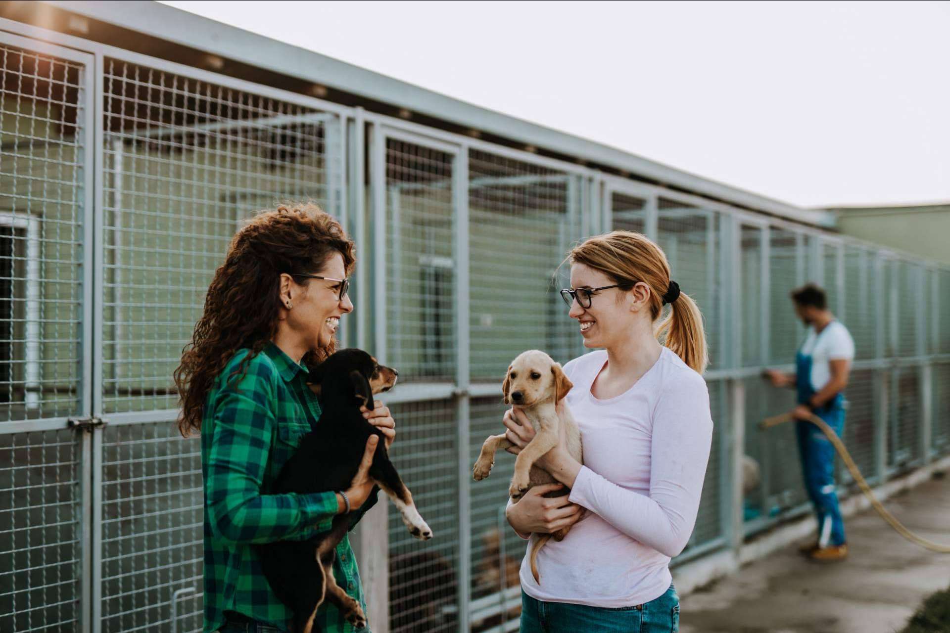 Adopta un Animal es un proyecto que cuenta con una tienda online propia para ayudar a fundaciones y protectoras de animales