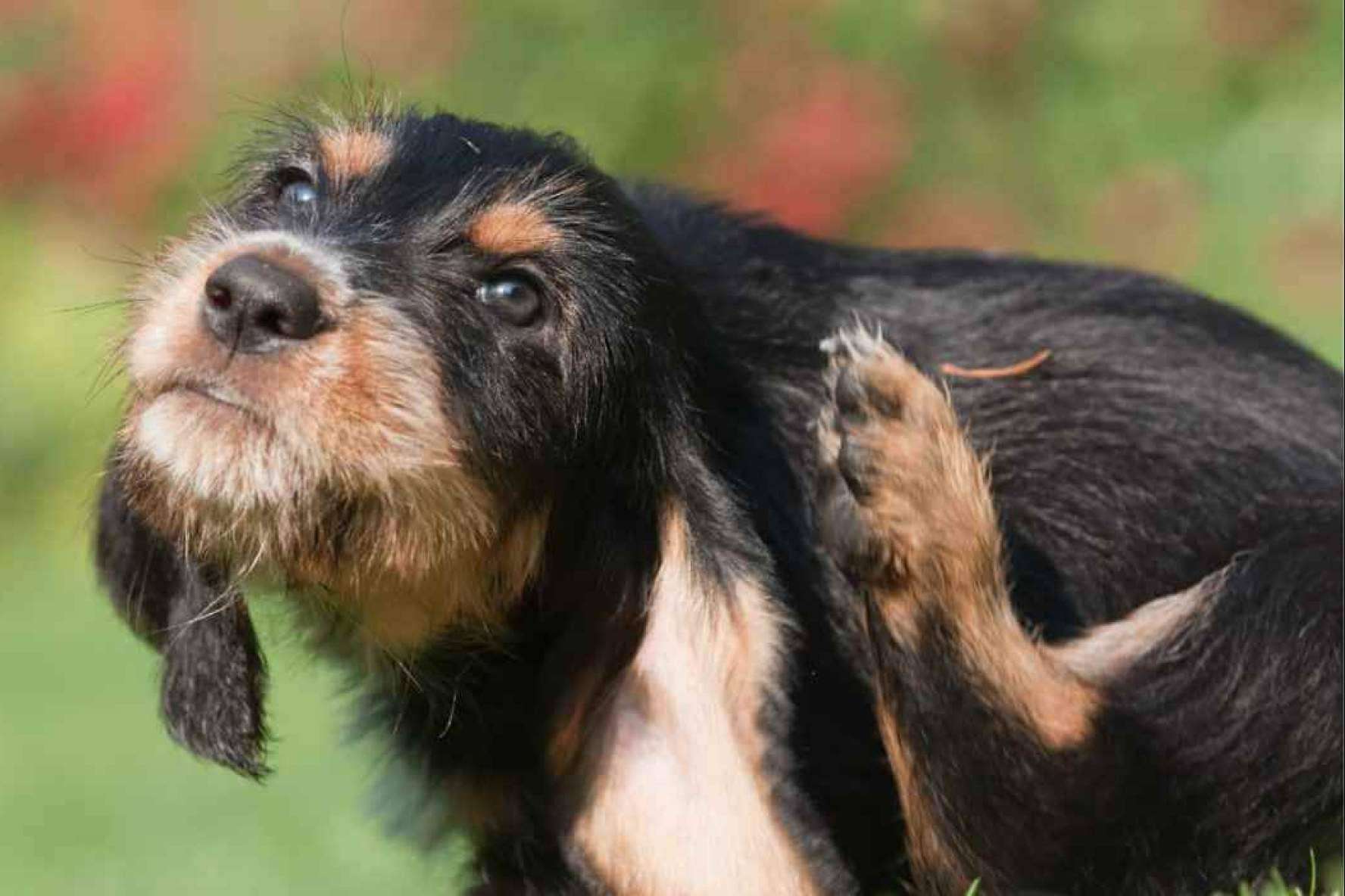 ¿En qué consiste el pienso hipoalergénico para perros?