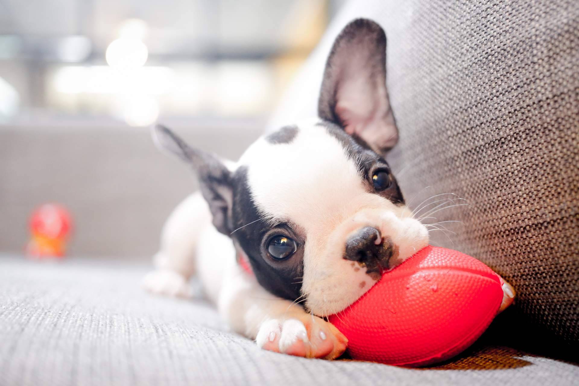 La relevancia de comprar cachorros sanos en una tienda fiable como 101 Cachorros