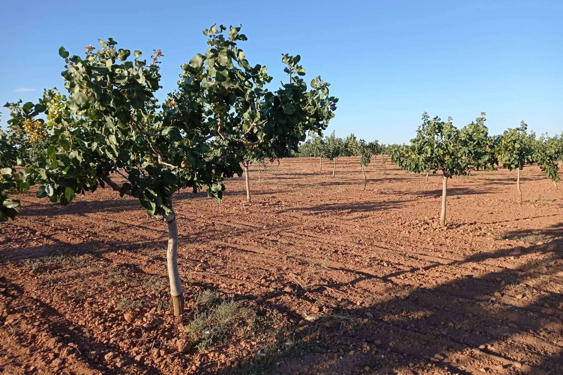 Plantaciones de pistacho para combatir el despoblamiento rural revalorizando los terrenos rústicos, por Gextec