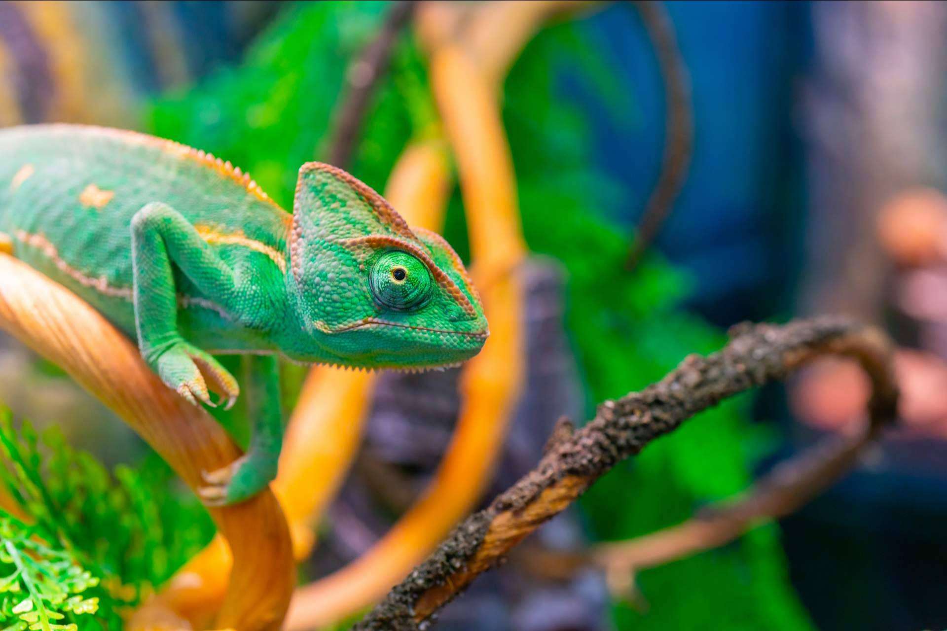 Tener un reptil como mascota, ¿es fácil tener un terrario en casa?