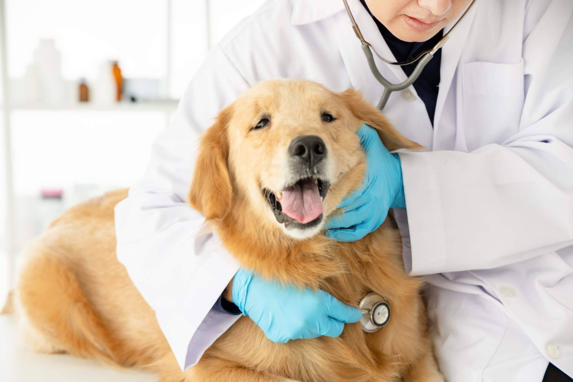 Innovador servicio de veterinario a domicilio las 24 horas del día con 1 Click Vet