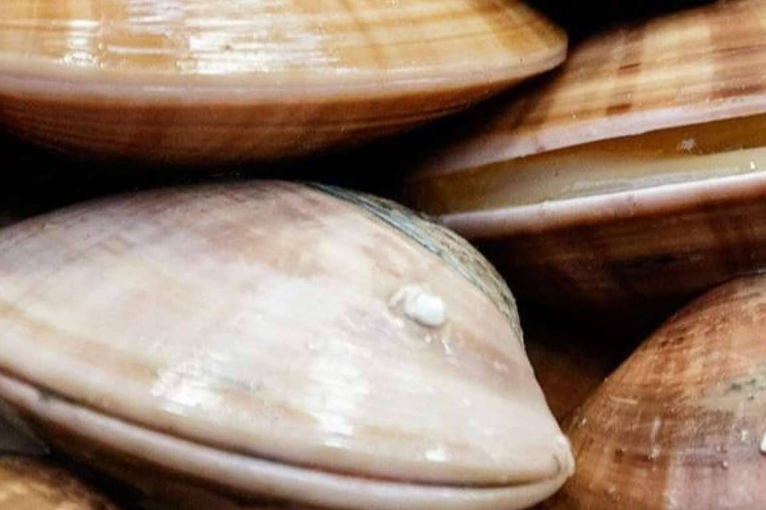 Comprarpescadoonline.es permite adquirir pescados, vinos, mariscos y moluscos