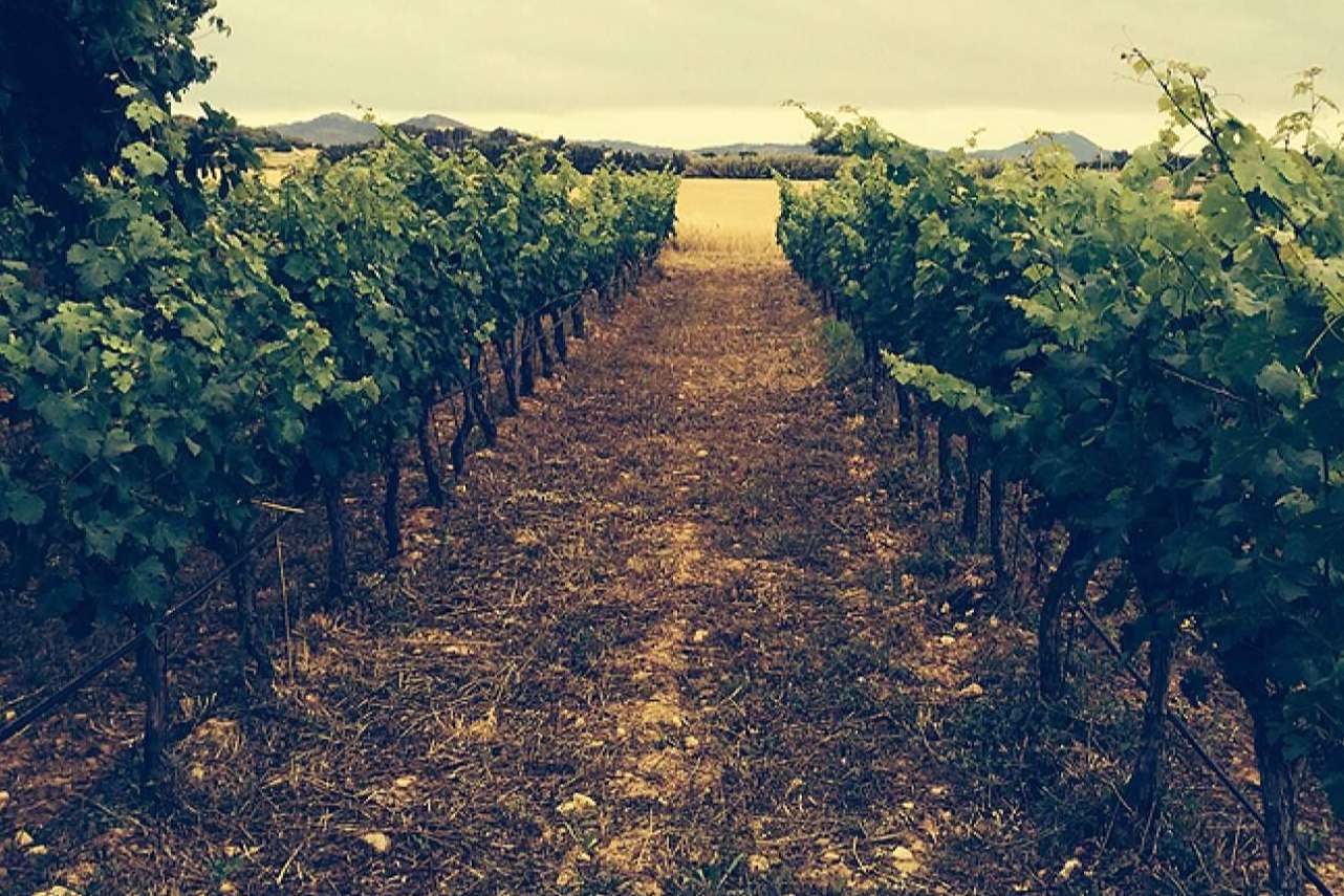 La maravillosa experiencia de disfrutar de vinos ecológicos con 3.10 Celler