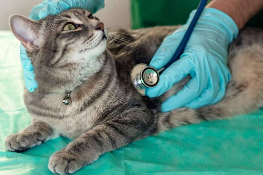 1 Click Vet, un veterinario de urgencias, de confianza, 24h y a domicilio