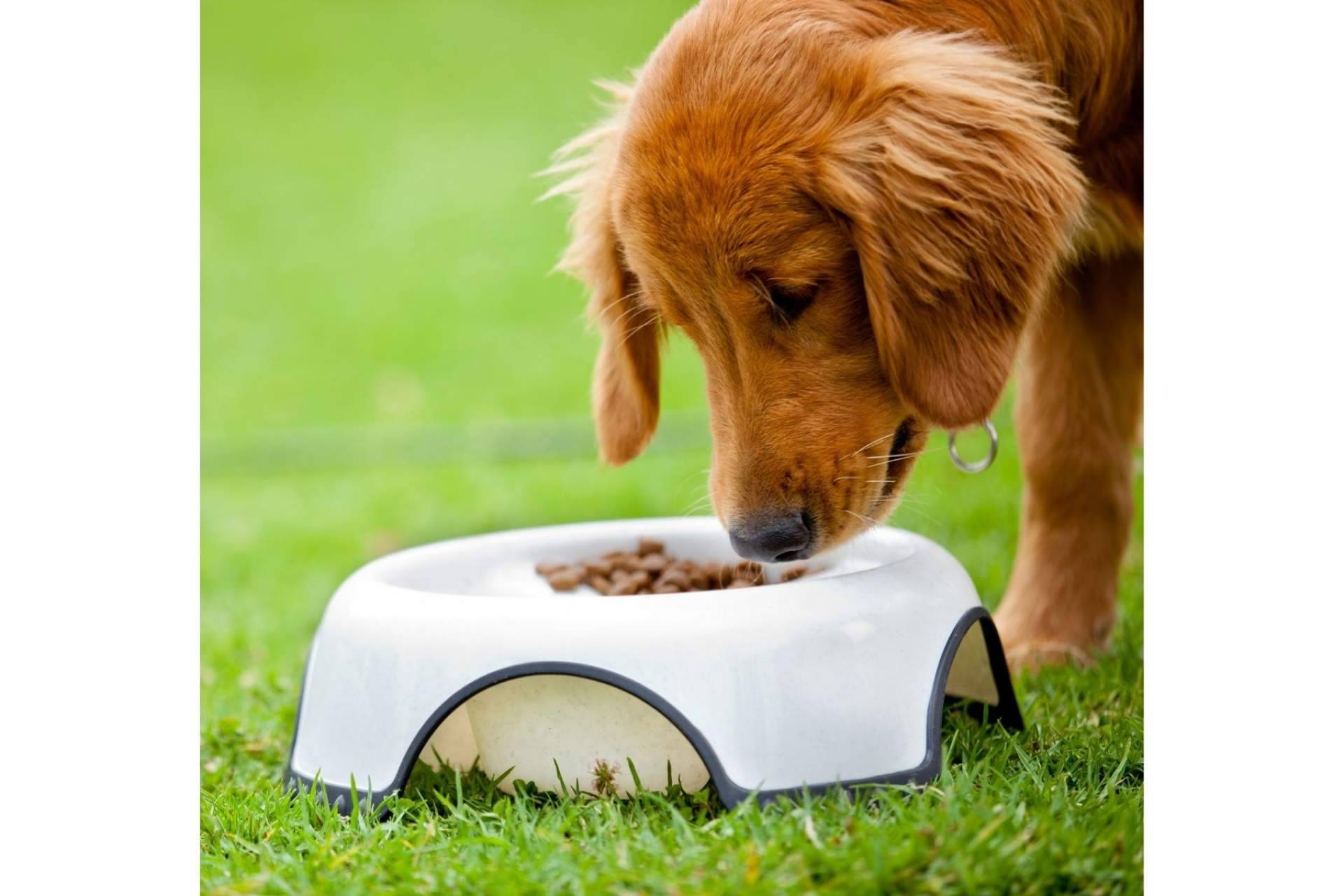 La importancia de cuidar la alimentación de las mascotas, por Zalavet