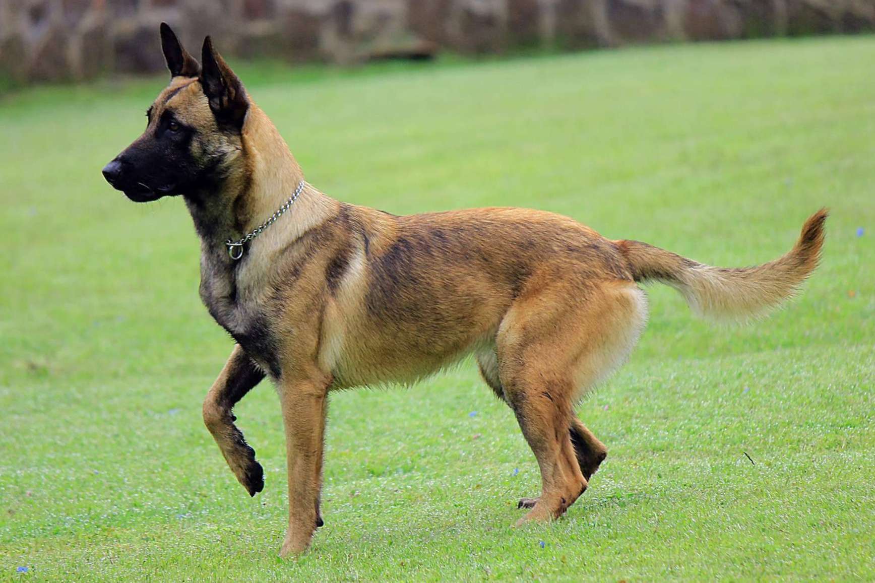¿Qué es Mooiza flex?, un producto especial para las articulaciones de perros