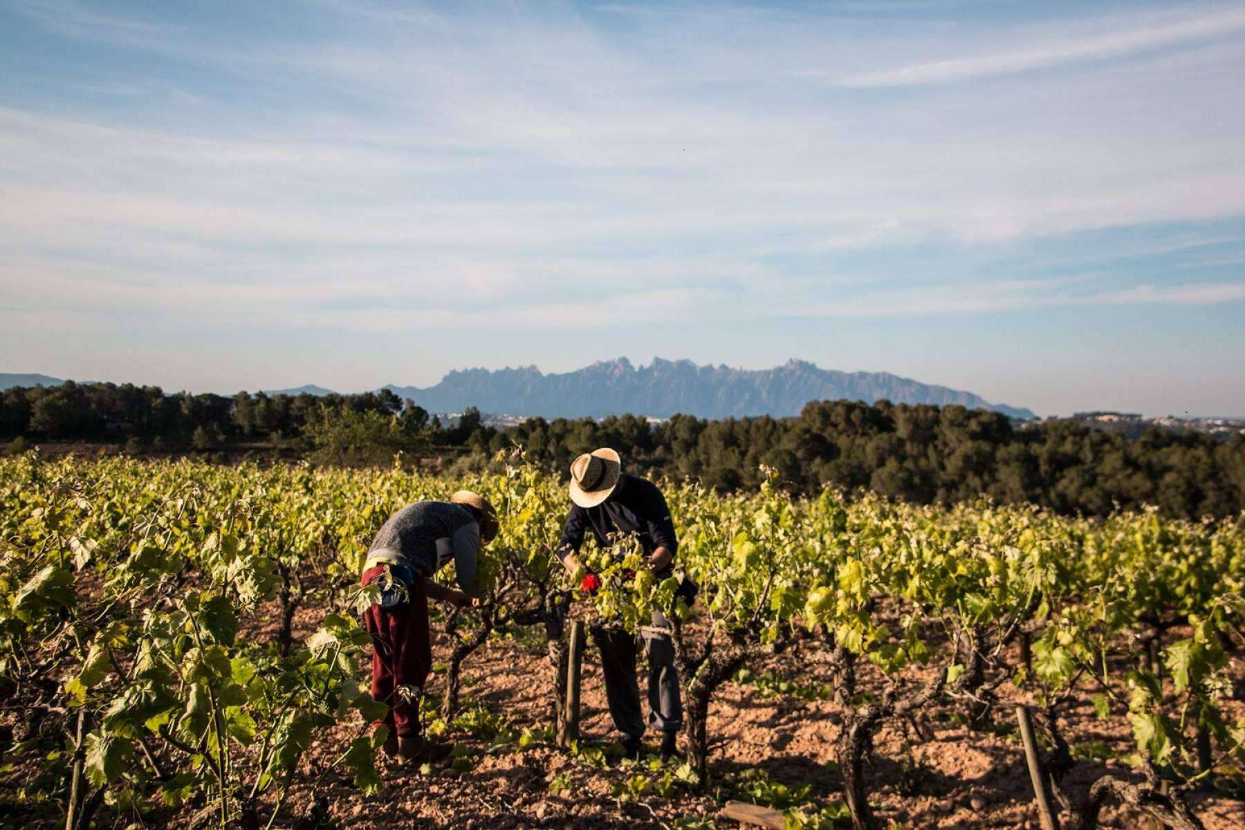 Dejarse sorprender y disfrutar de un cava o un vino es posible con Naturelovers Wines