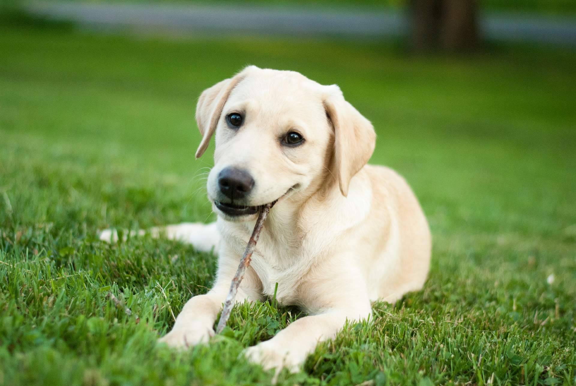 101 Cachorros ofrece todas las garantías como criadero especializado