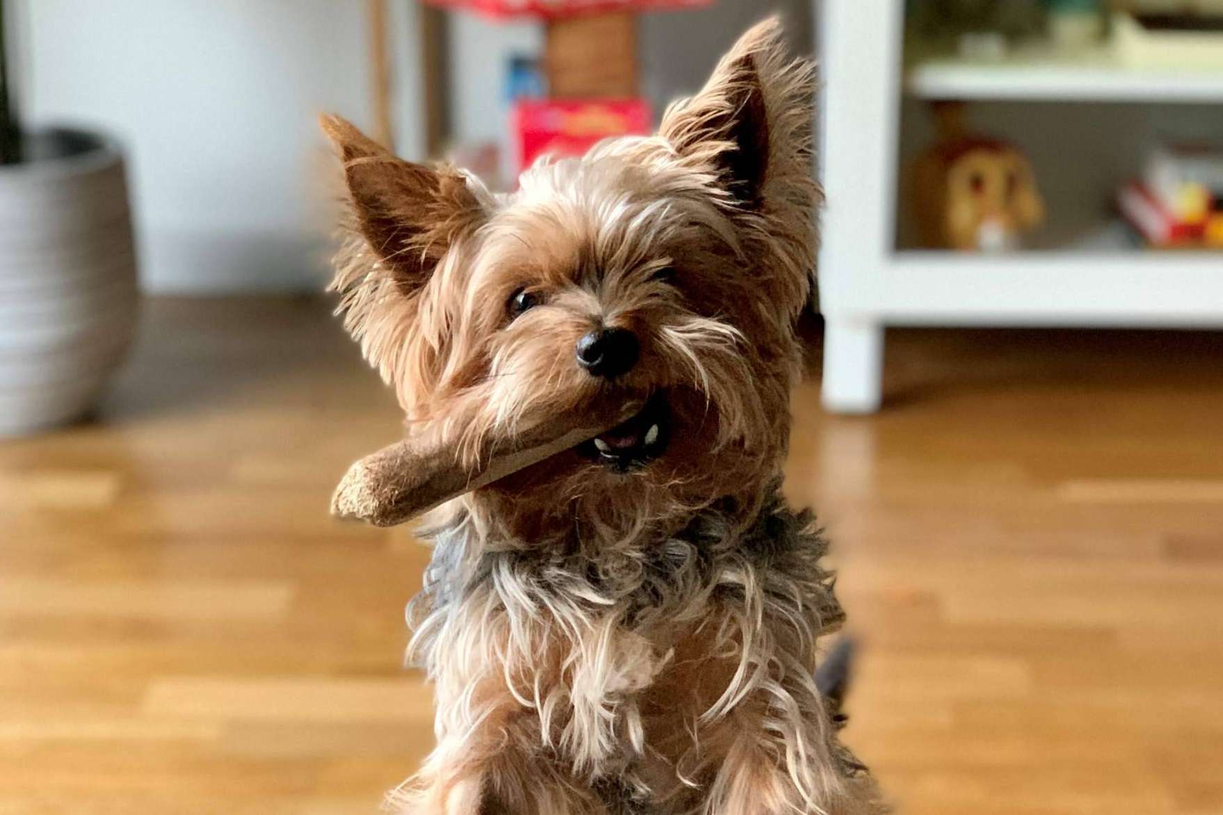 Los expertos de CRU recomiendan sus snacks saludables para perros