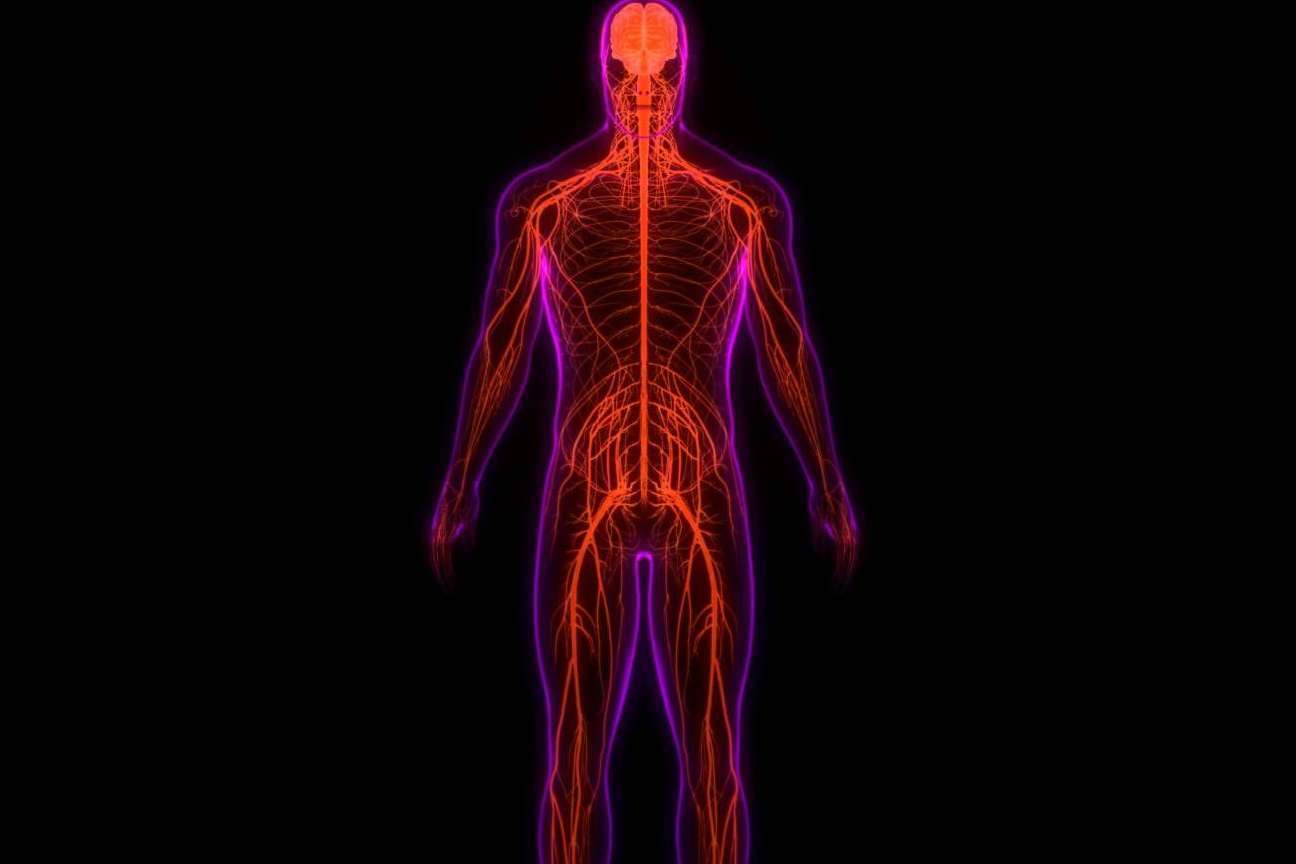 ¿Por qué es importante el sistema nervioso?, por Centre Chiropractic Dr. Marc Bony