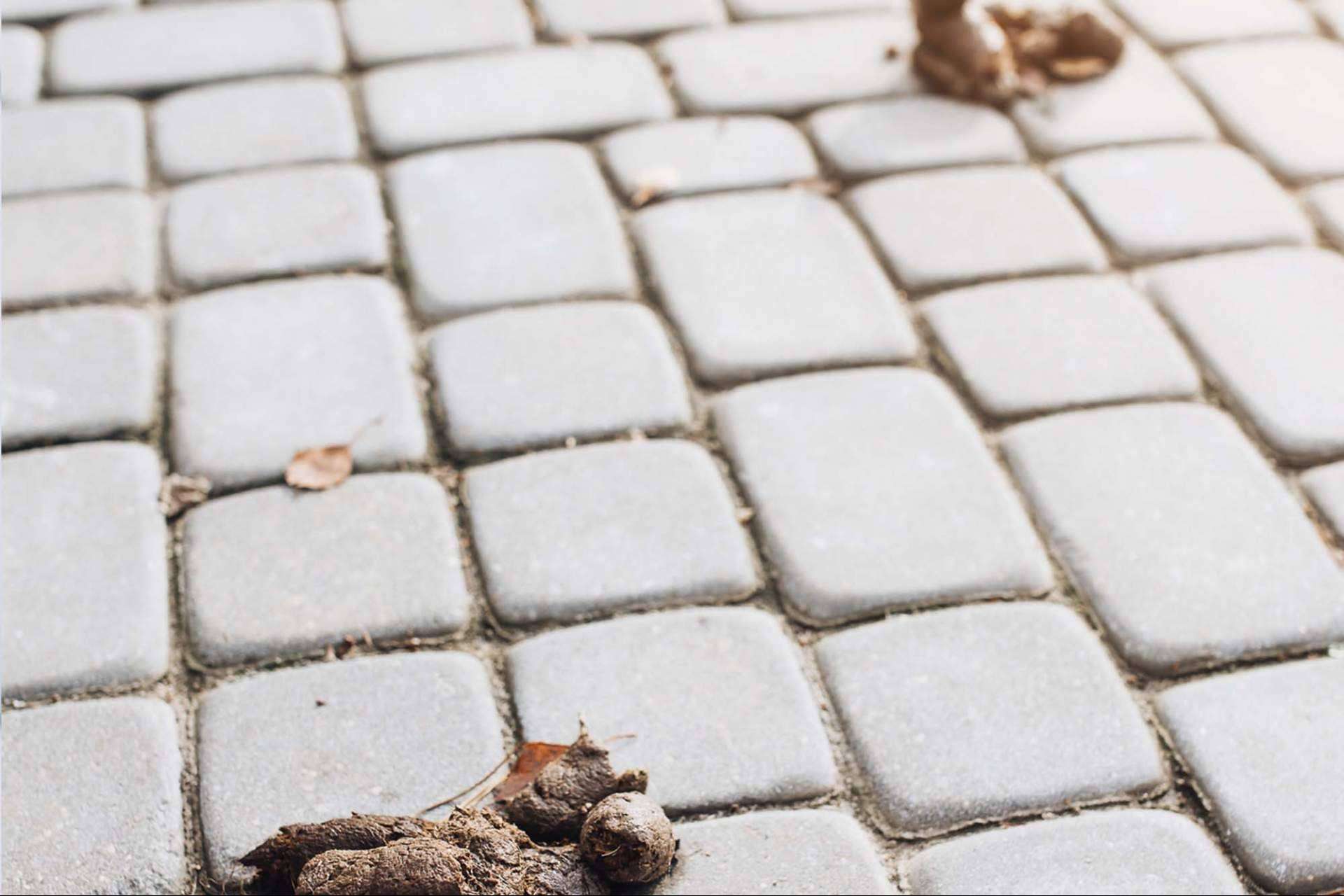 ¿Por qué se debe realizar un censo canino y control de heces en las localidades?