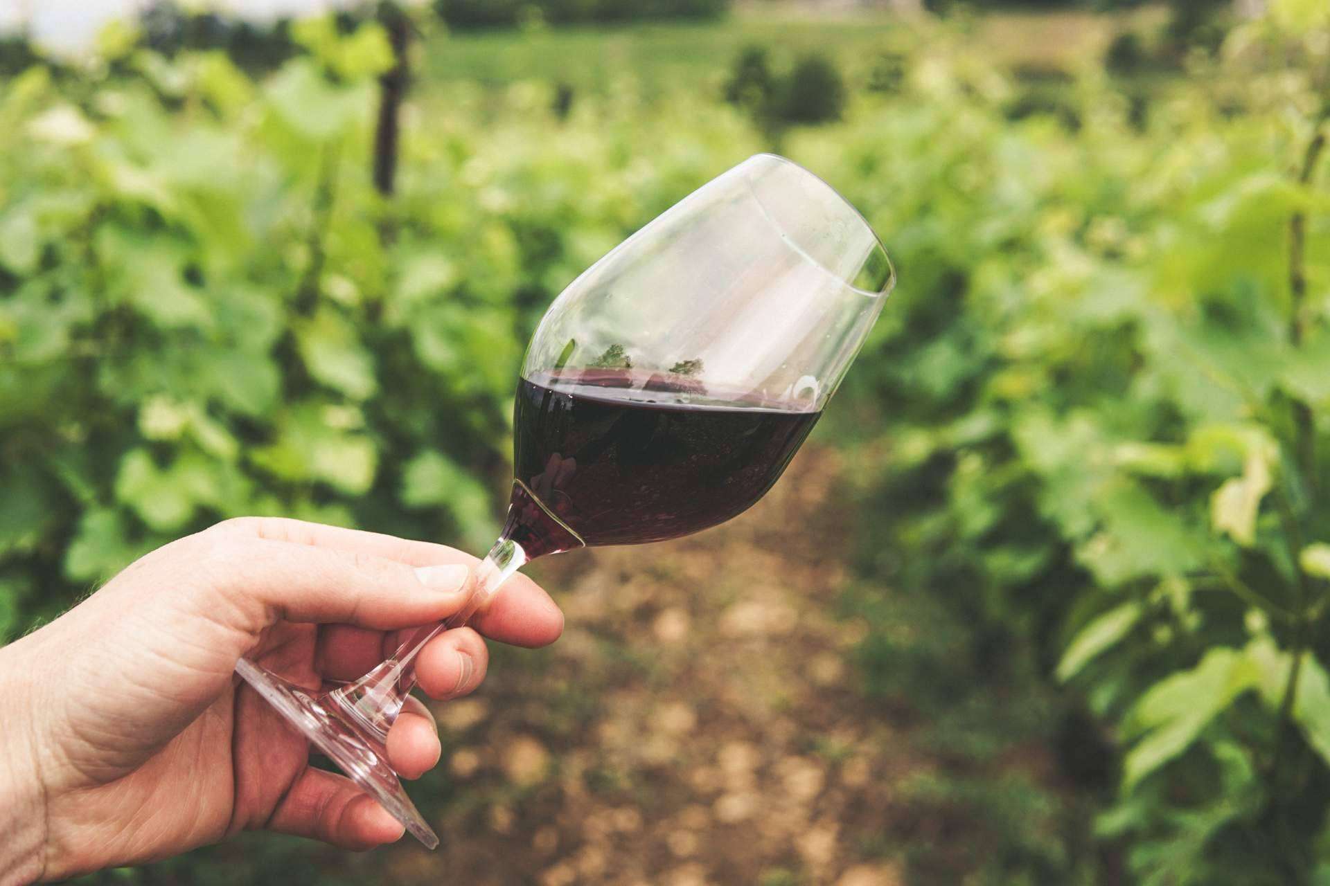 Beberse la naturaleza vinos y cavas