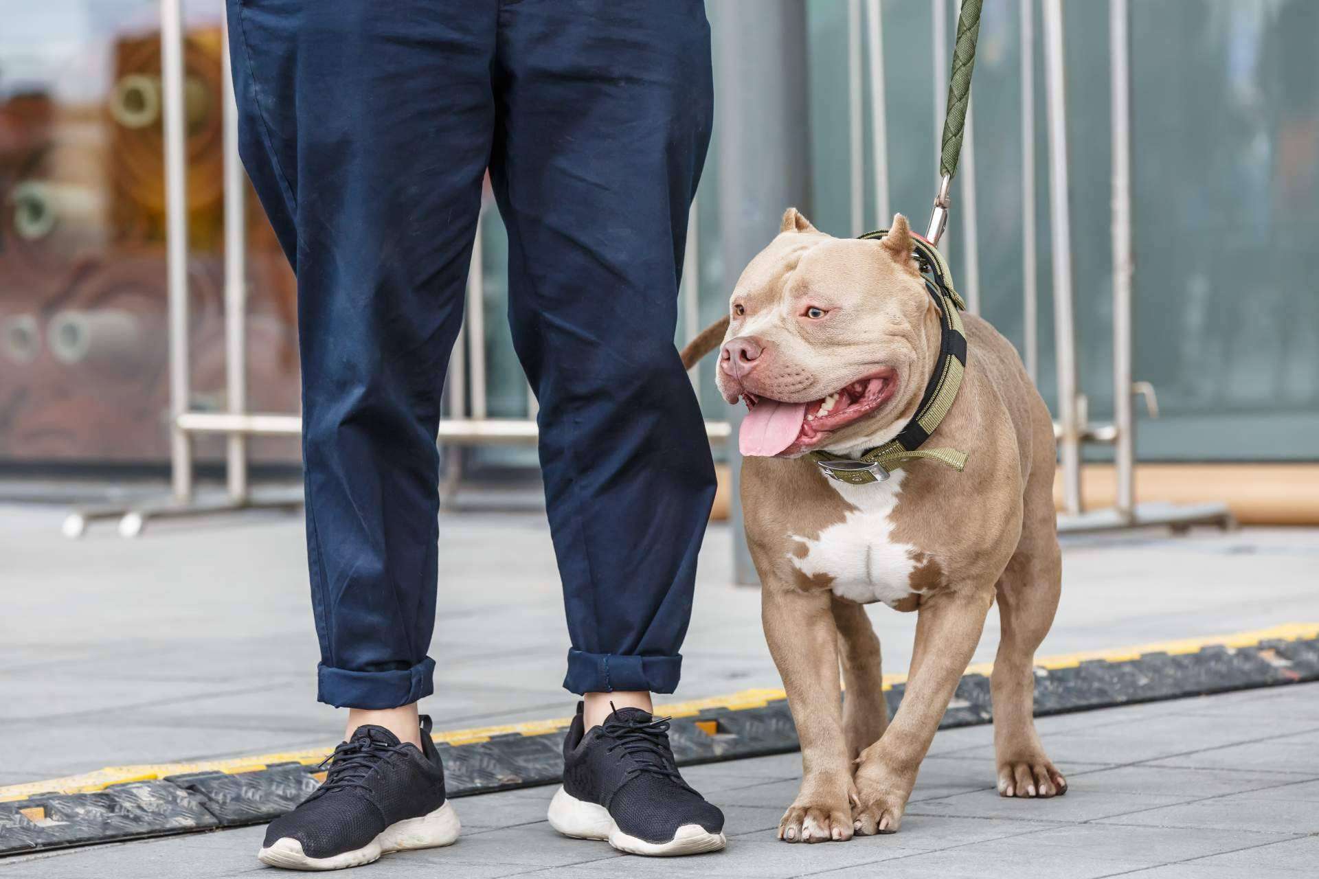 Los perros invisibles también necesitan una família