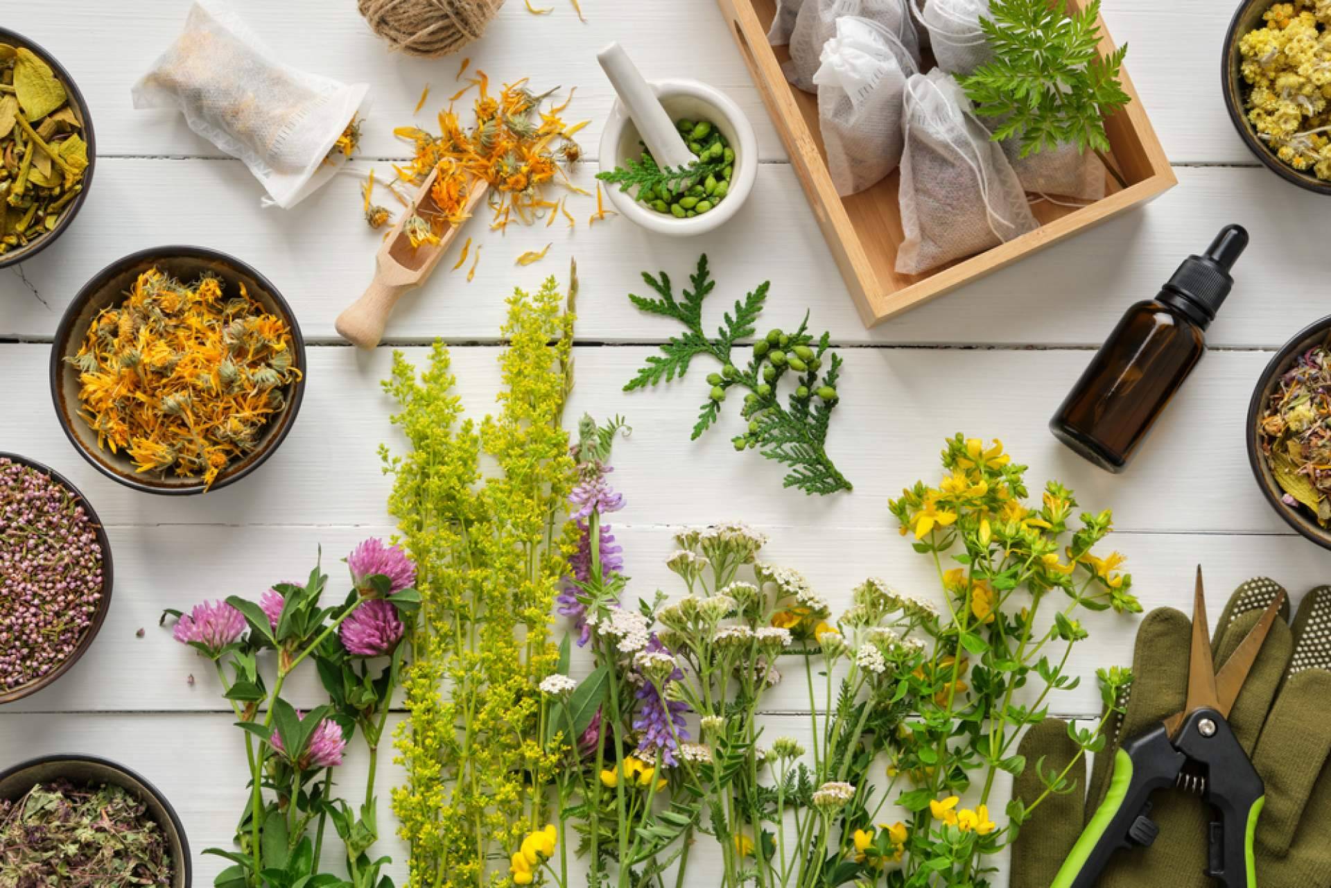 Store Naturopatía y su Cardo Mariano para la desintoxicación natural del hígado en primavera