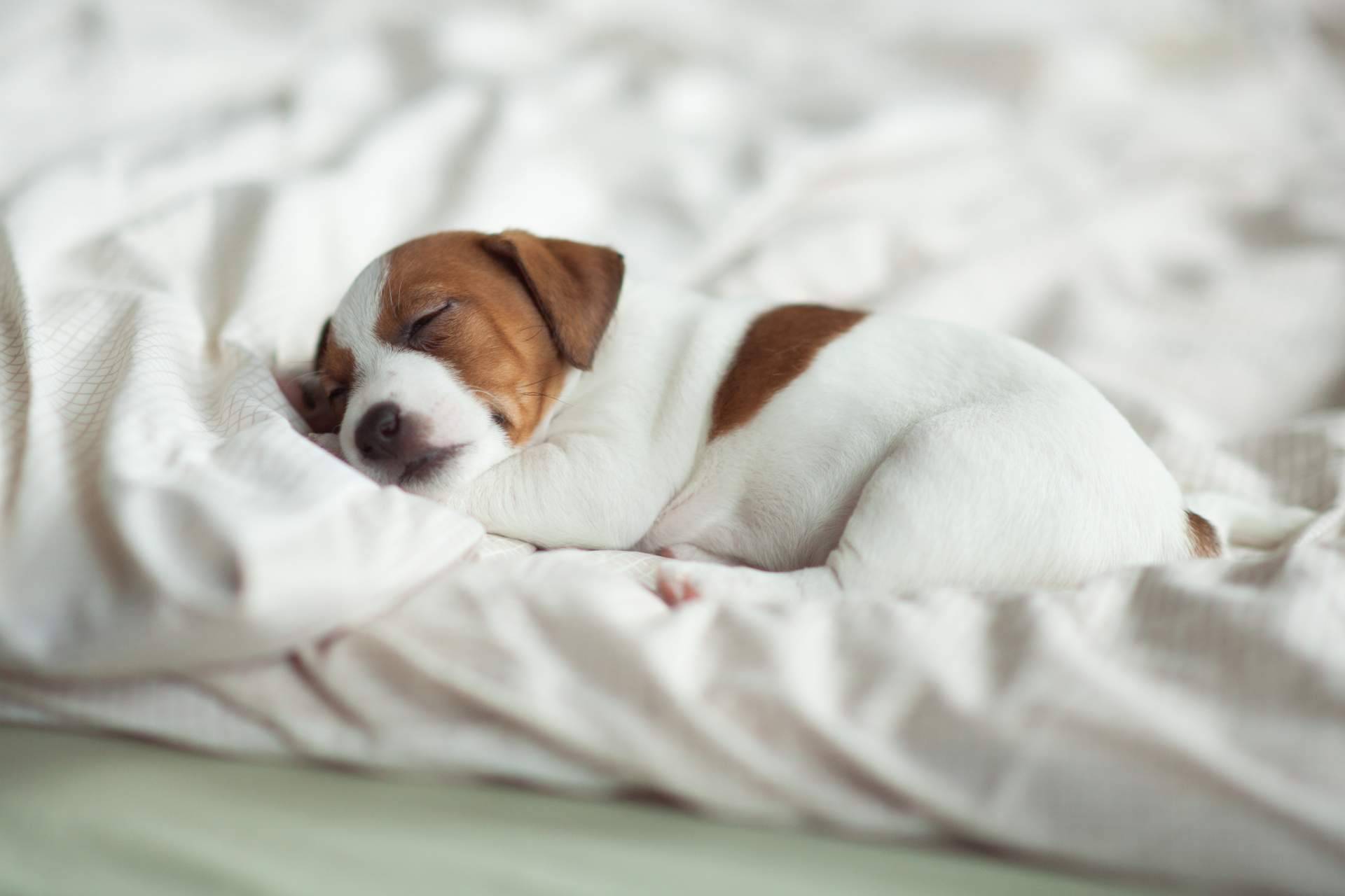 ¿Cómo elegir la raza de cachorro perfecta?, por la tienda 101 Cachorros