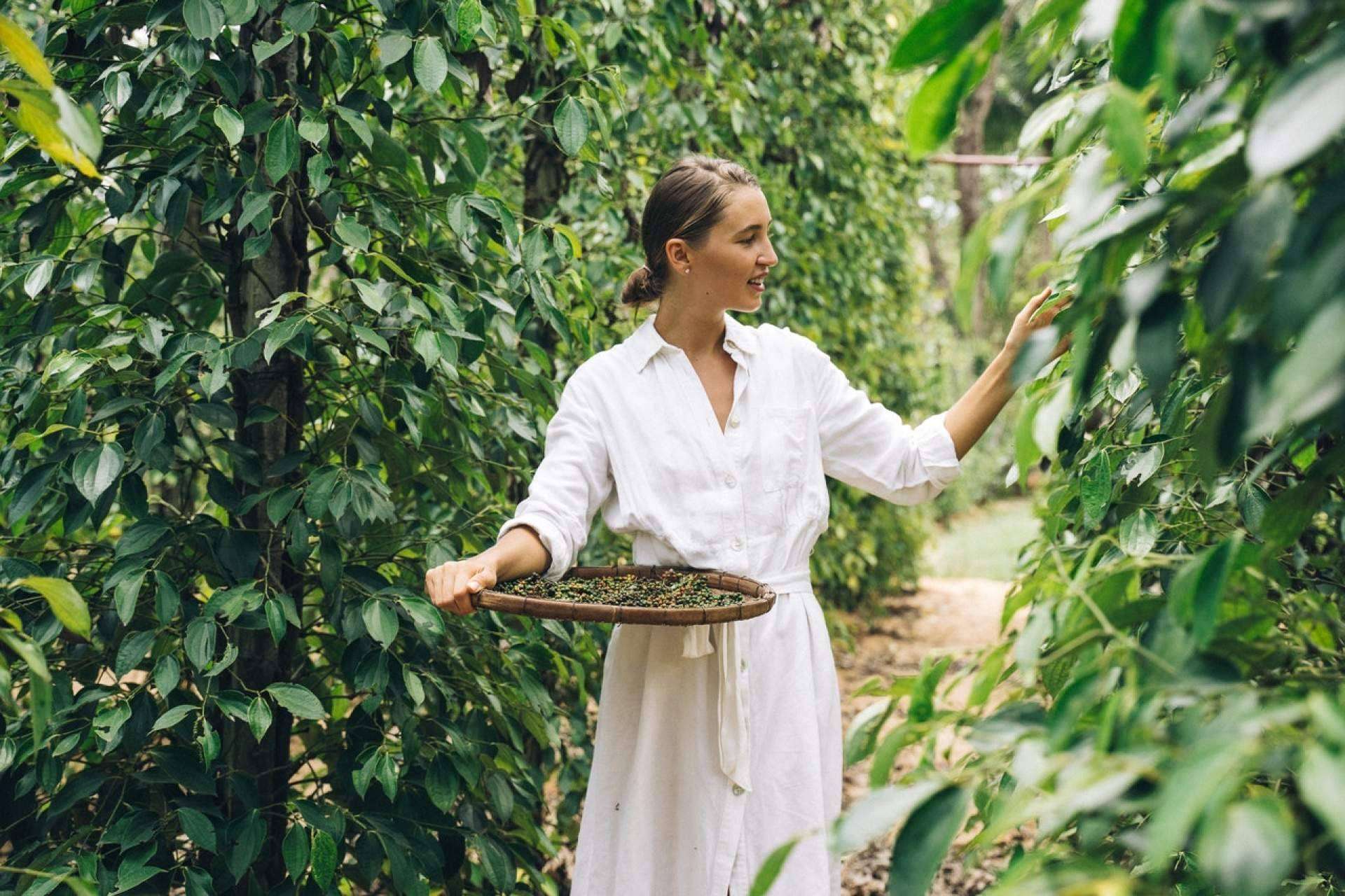 Una formación en fitoterapia para aprender todo sobre las plantas medicinales y sus usos