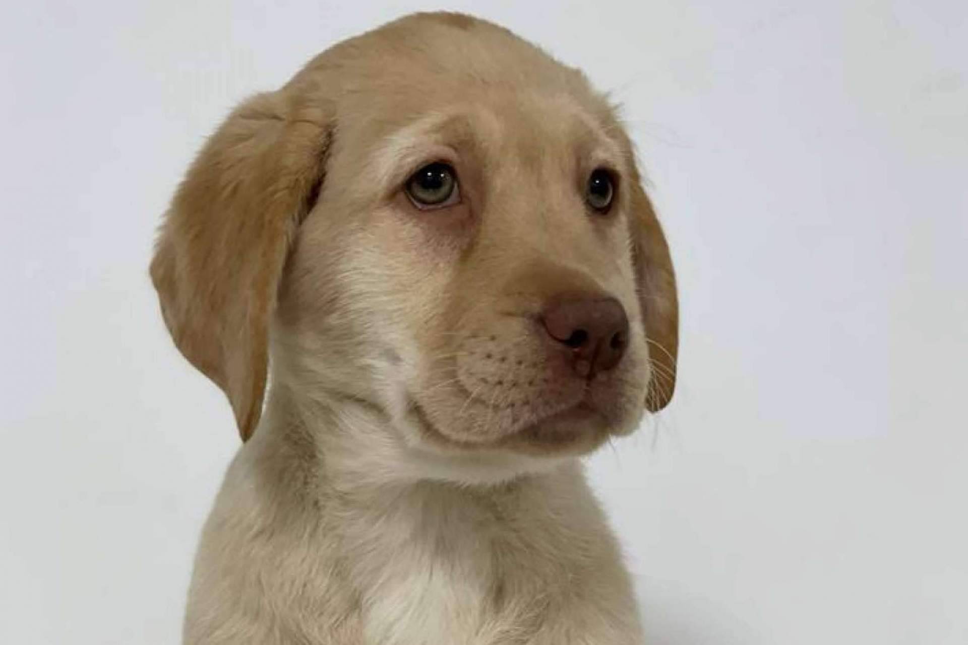 La tienda de mascotas que prioriza a los animales es Tienda Cachorro