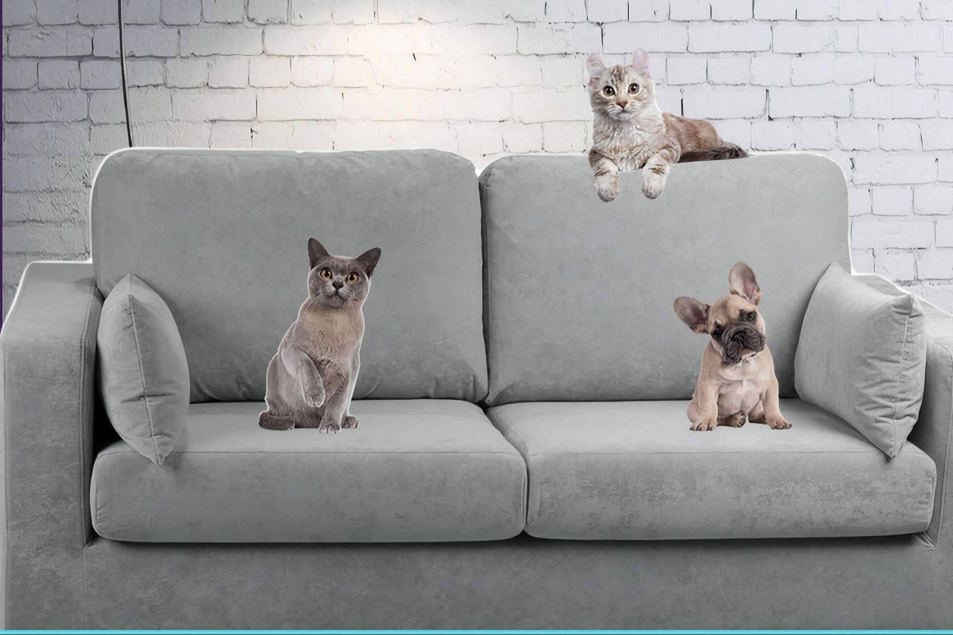 ¿Cuáles son las ventajas y desventajas de compartir el sofá con las mascotas?